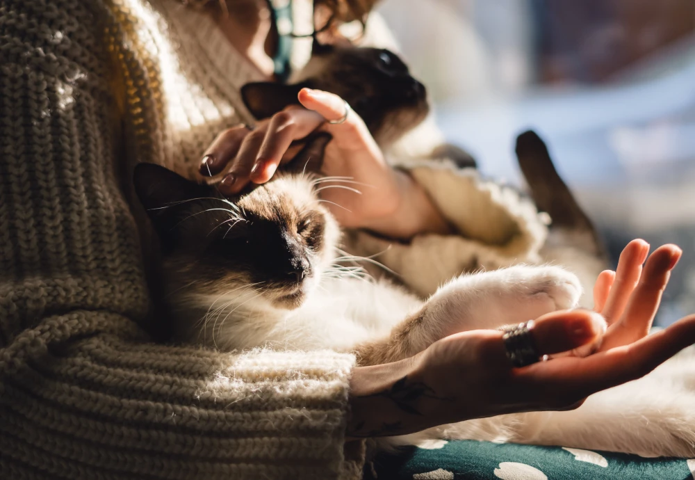 cameras to watch pets